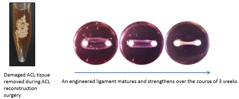 ACL tissue and ligament construct